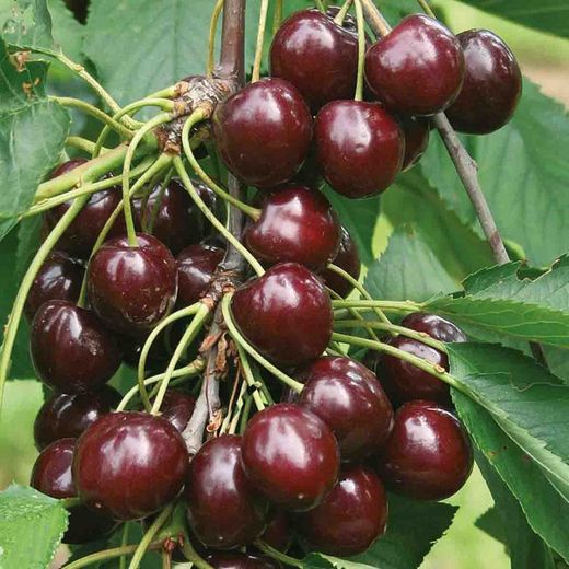 Cerezos Sumburst