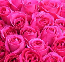 Cesta de Mimbre con Rosas y Osito de Peluche San Valentín