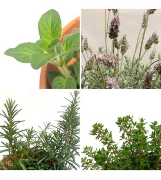 Cesta de plantas aromáticas