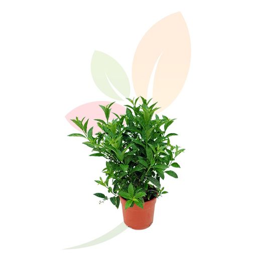 CESTRUM NOCTURNUM (GALÁN DE NOCHE)