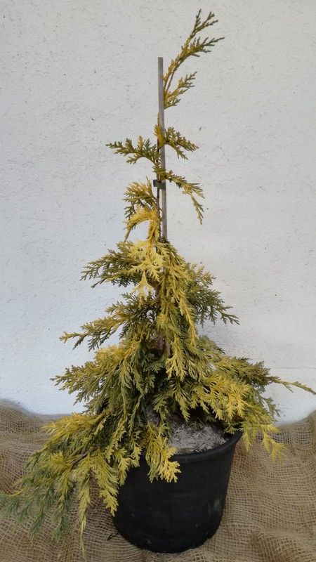 Chamaecyparis nootkatensis pendula Aurea
