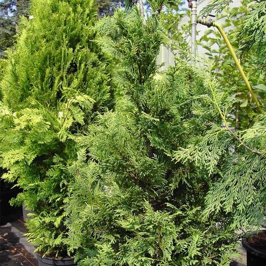 Chamaecyparis nootkatensis pendula Aurea