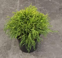 Chamaecyparis pisifera 'Sungold