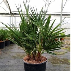 Chamaerops Humilis