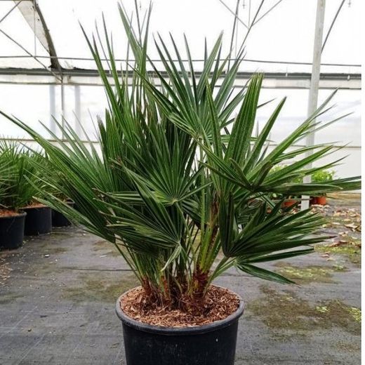Chamaerops Humilis