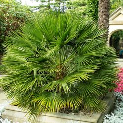 Chamaerops Humilis