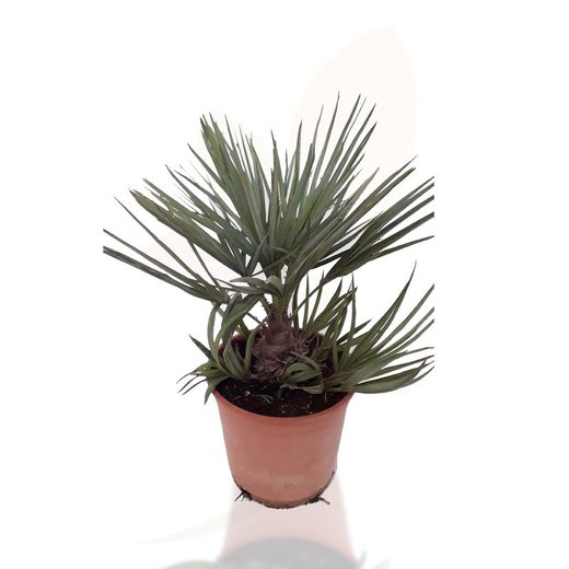 Chamaerops Humilis Cerifera