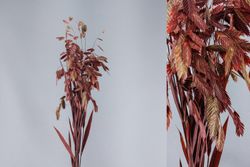 Chasmantium Latifolium Preservado
