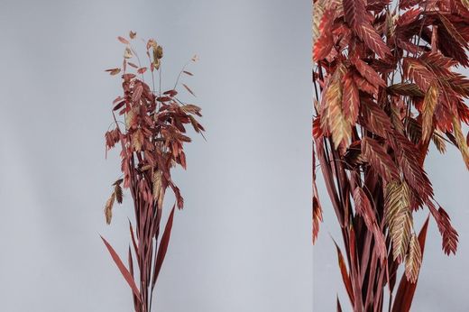 Chasmantium Latifolium Preservado