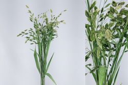 Chasmantium Latifolium Preservado