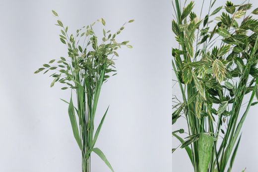 Chasmantium Latifolium Preservado