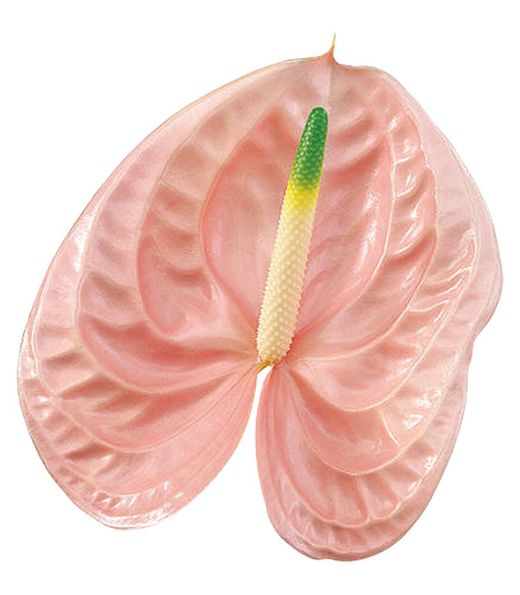 Anthurium Cheers