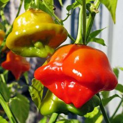 Chile Campanilla