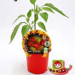 Chile Campanilla