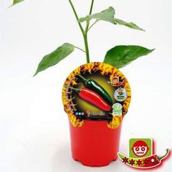 Chile Serrano