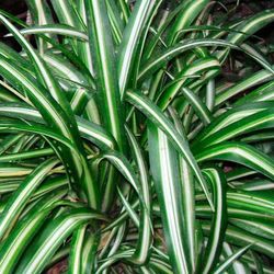 Chlorophitum Comosum Cintas
