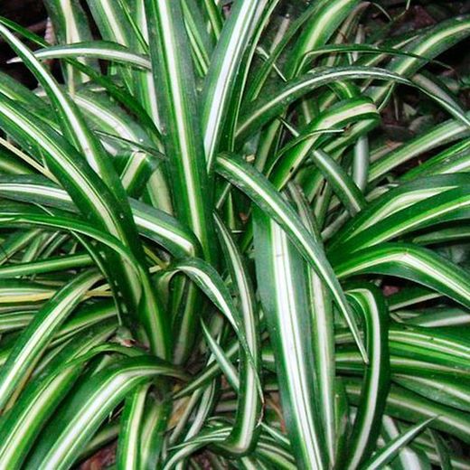 Chlorophitum Comosum Cintas
