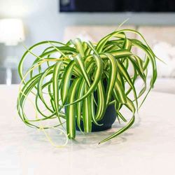 Chlorophitum Comosum Cintas