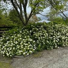 Choisya Ternata Pérola Asteca