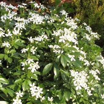 Choisya Ternata Aztec Pearl