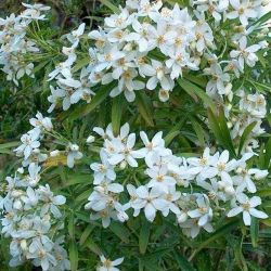 Choisya Ternata Aztec Pearl