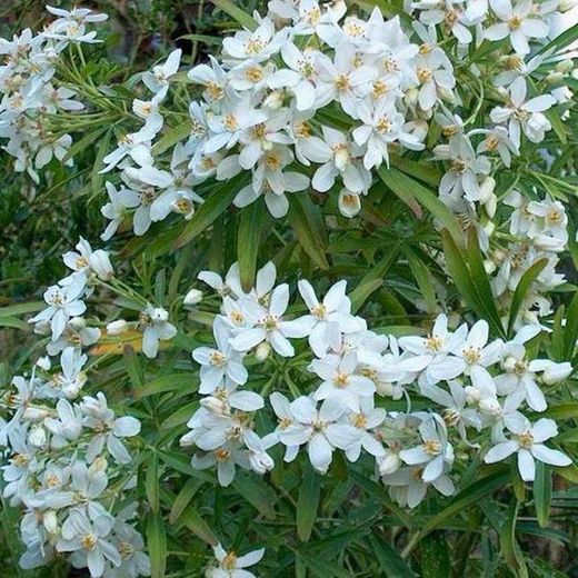 Choisya Ternata Aztec Pearl