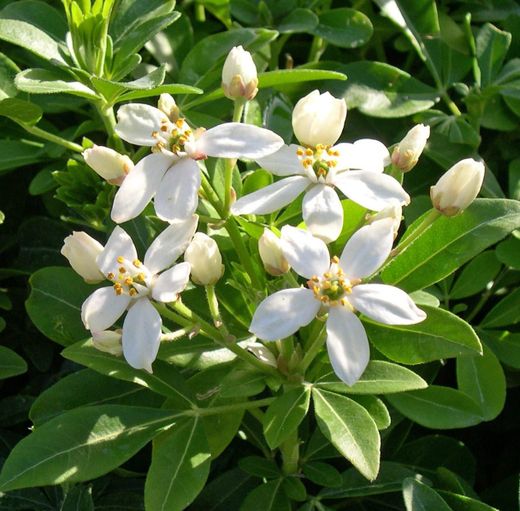 Choisya Ternata Pérola Asteca