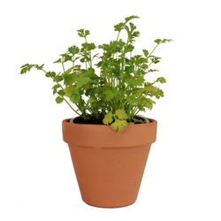 Cilantro Bio