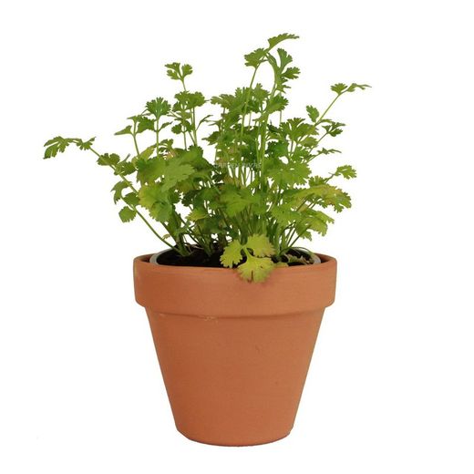 Cilantro Bio