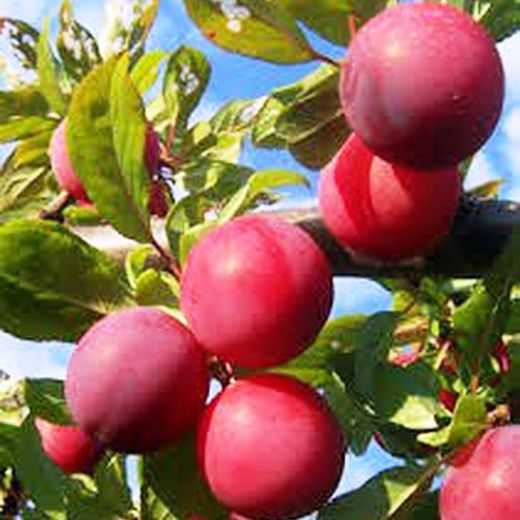 Ciruelos Santa Rosa