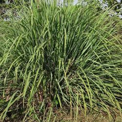 Citronella (Cymbopogon Citratus) Bio