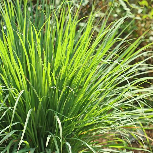 Citronella (Cymbopogon Citratus) Bio