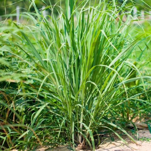 Citronella (Cymbopogon Citratus) Bio
