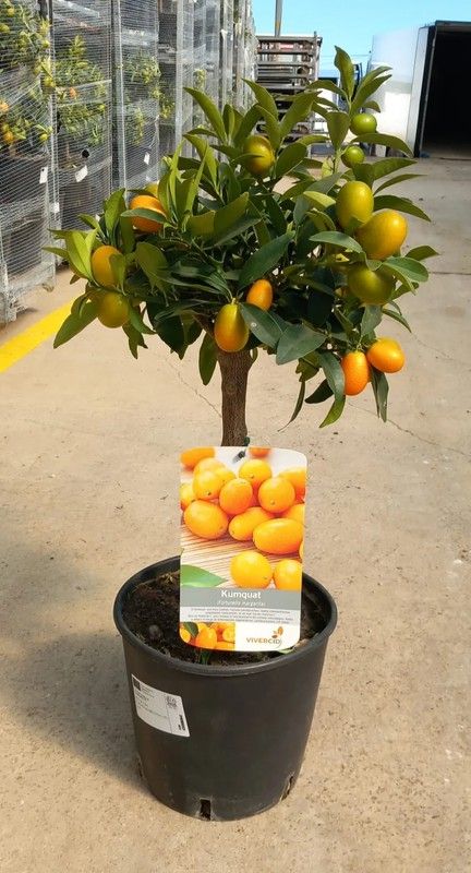 CITRUS FORTUNELLA MARGARITA (KUMQUAT) COPA