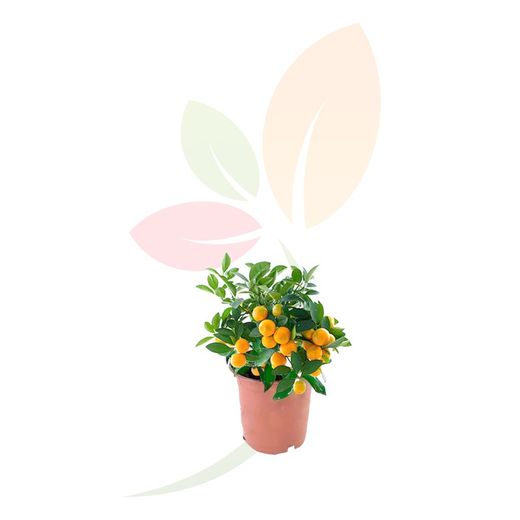 Citrus Fortunella Mitis (Calamondina)