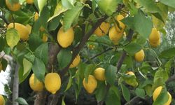 Citrus Limon (Limonero)