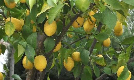 Citrus Limon (Limonero)