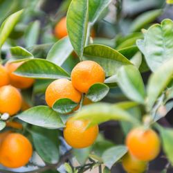Citrus Reticulata (Mandarino)