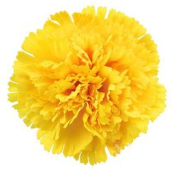 Clavel Mediterraneo Clavelina de caña