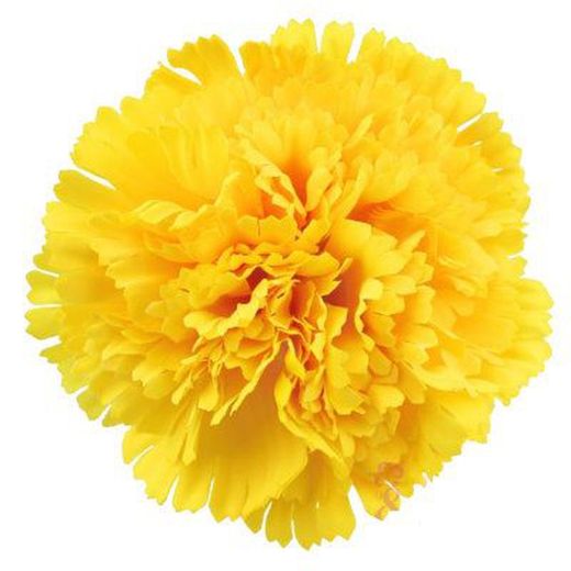 Clavel Mediterraneo Clavelina de caña