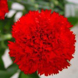 Clavel Mediterraneo Clavelina de caña