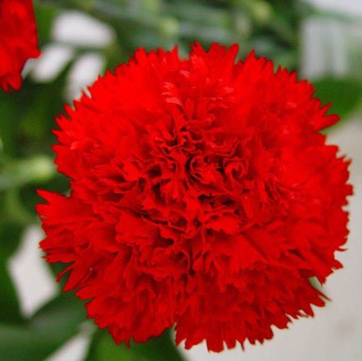 Clavel Mediterraneo Clavelina de caña