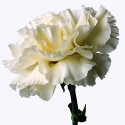 Clavel Mediterraneo Clavelina de caña