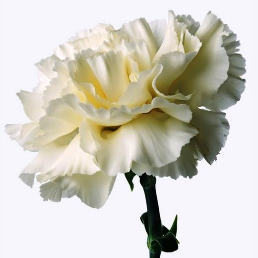 Clavel Mediterraneo Clavelina de caña