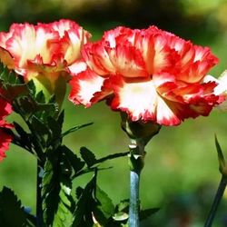 Clavel Mediterraneo Clavelina de caña