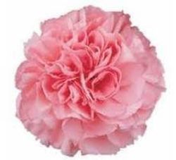 Clavel Mediterraneo Clavelina de caña