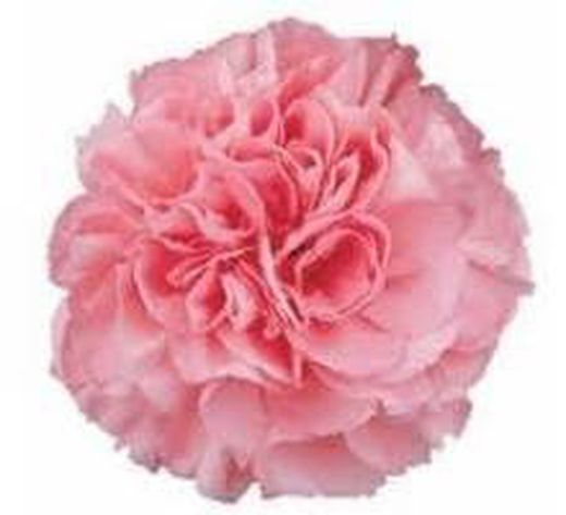 Clavel Mediterraneo Clavelina de caña