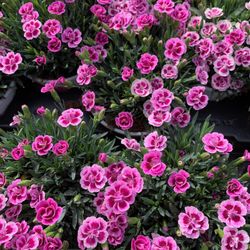 Clavell Pink Kisses