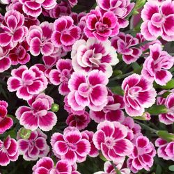 Clavell Pink Kisses