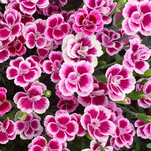 Clavel Pink Kisses